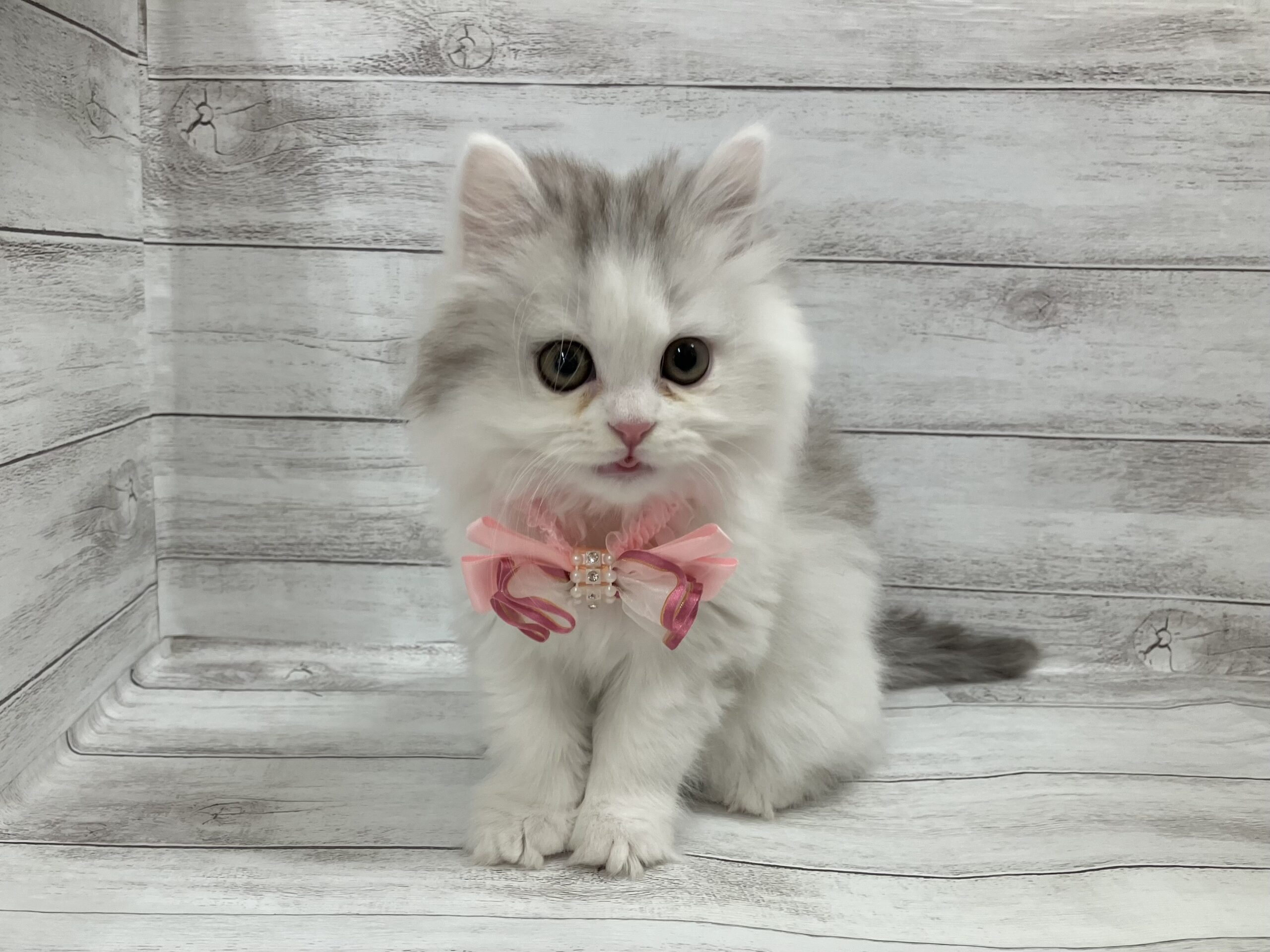 ラガマフィン - ペットウィズ