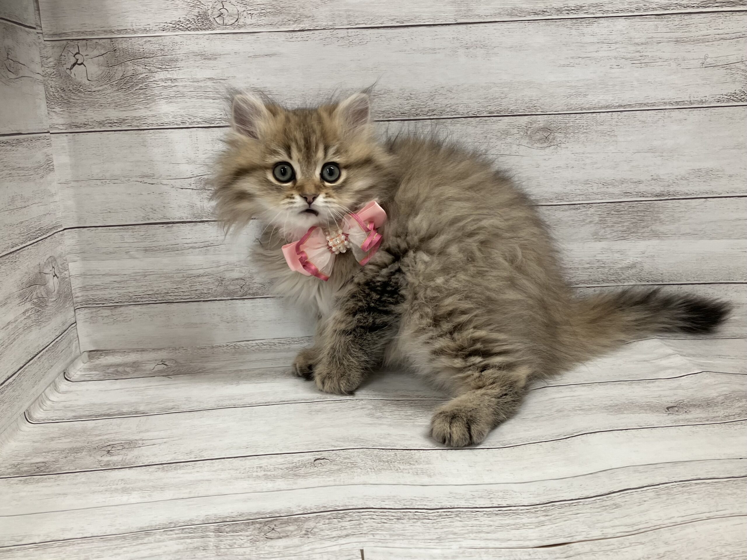 ラガマフィン - ペットウィズ