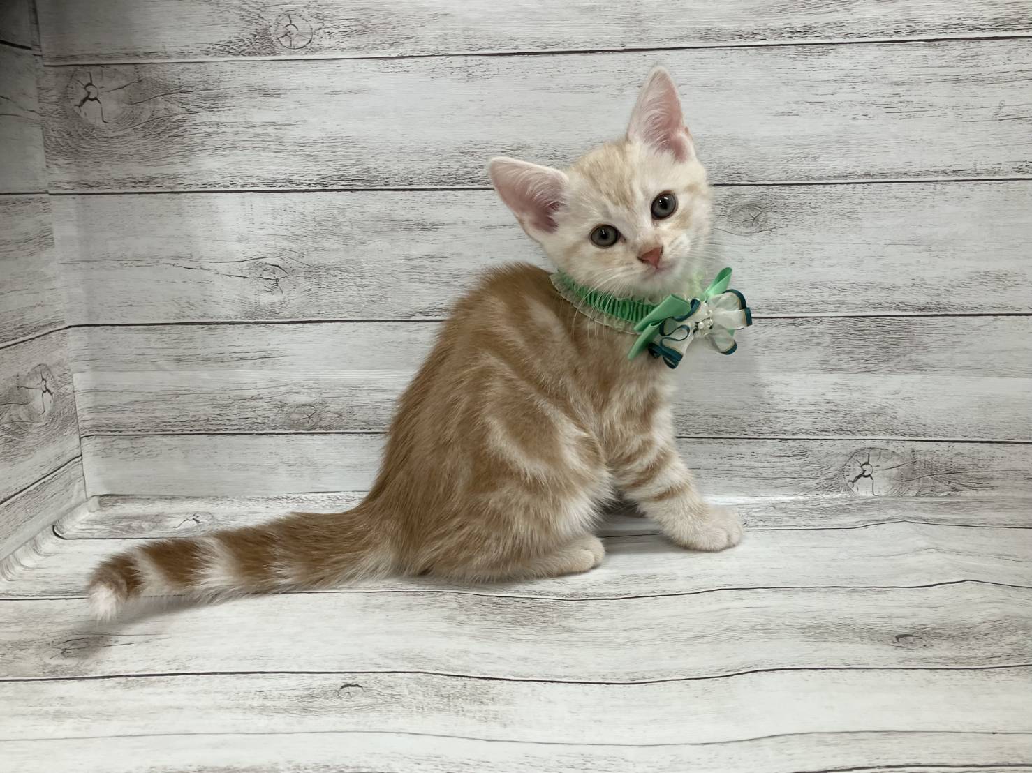 lemmikki イベ限定柄ネコスカ ラスタカラー ニトリ（NITORI） ラスカル ダイカットクッションつき抜け/ライト